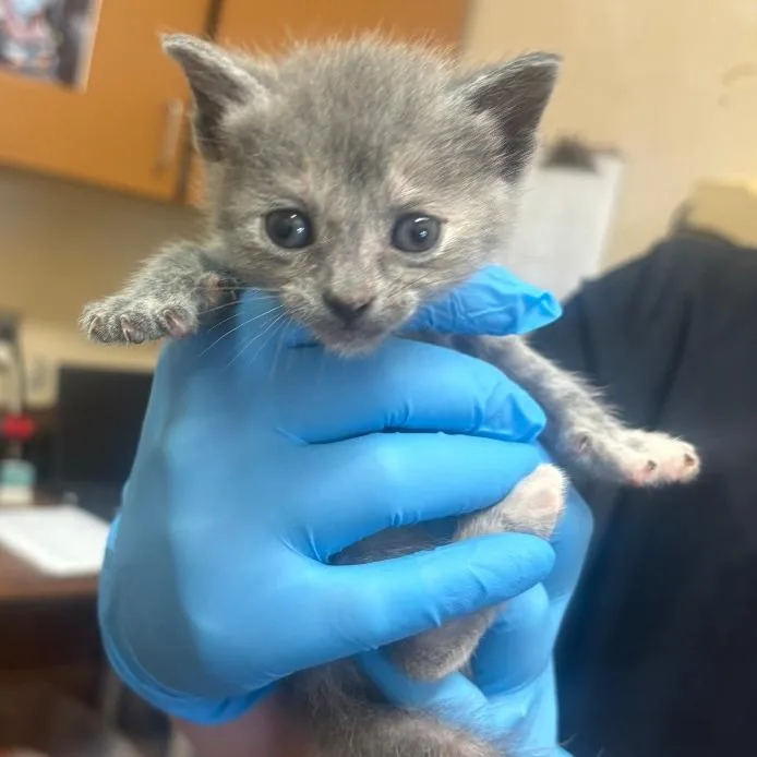 A baby small-sized female Tortoiseshell Domestic Short Hair cat named Raine for adoption in Birmingham, AL