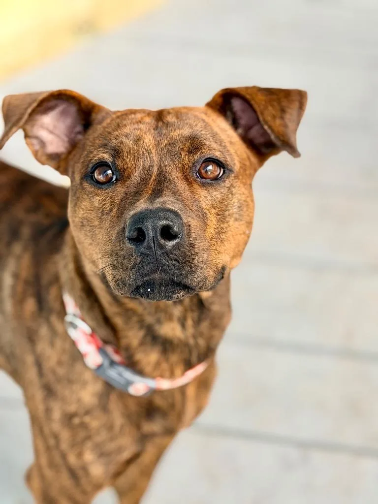 A young medium-sized female Plott Hound dog named Tiger Lily for adoption in St. Augustine, FL