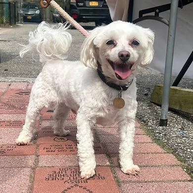 A senior small-sized male Maltese dog named Jake for adoption in Huntington, NY