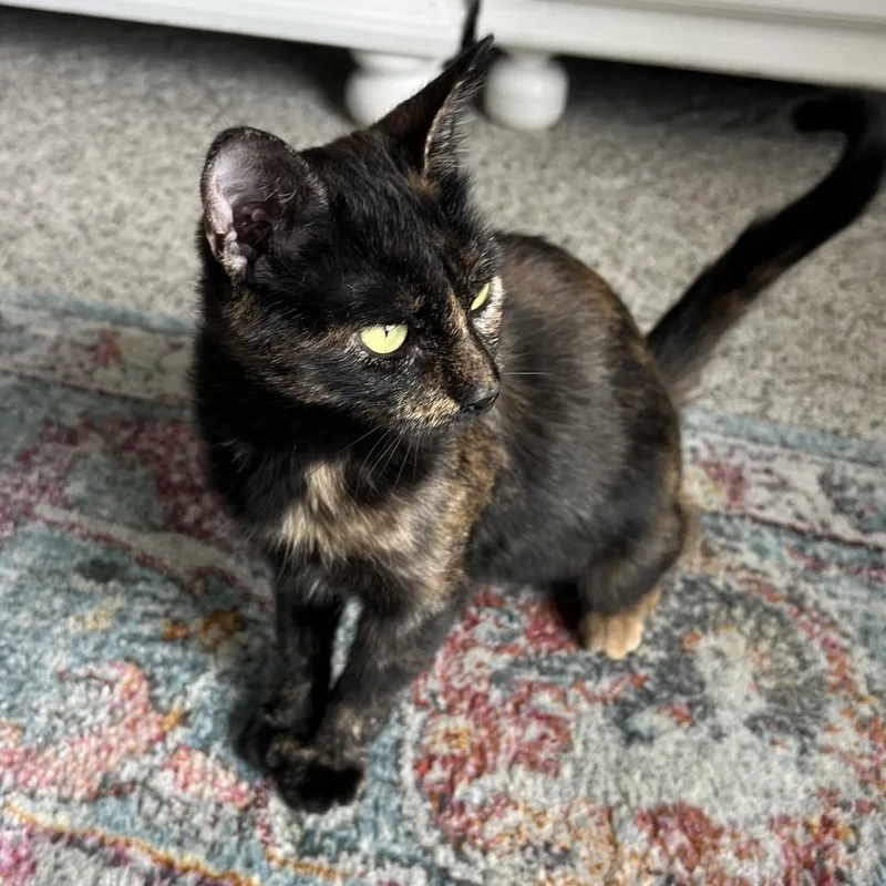 A young small-sized female Black Domestic Short Hair cat named Bitsy for adoption in Grantsville, UT
