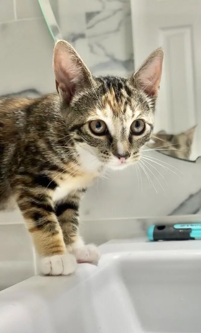 A young medium-sized female Tabby (Brown / Chocolate) Domestic Short Hair cat named Sparkie for adoption in North Babylon, NY