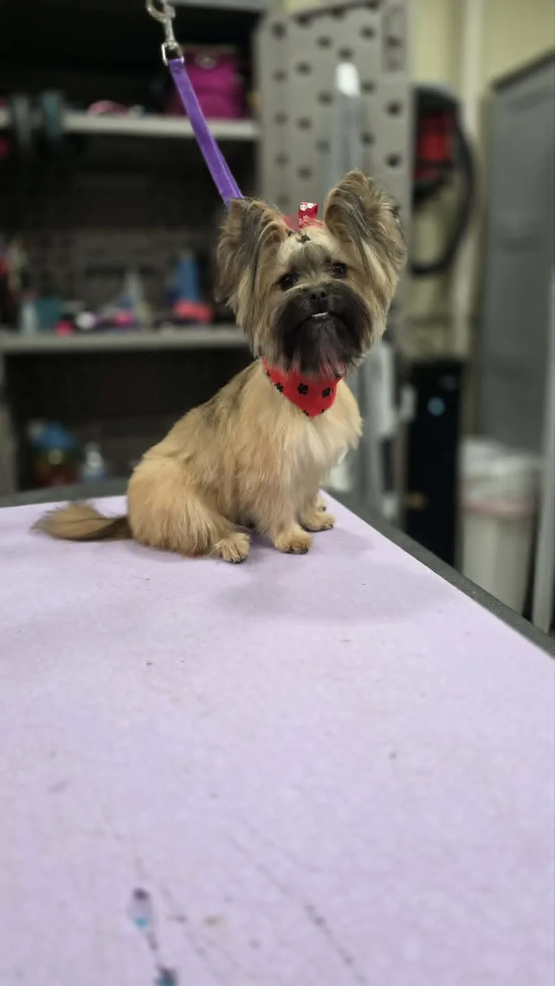 A young small-sized female Yorkshire Terrier dog named Eevee for adoption in Coralville, IA