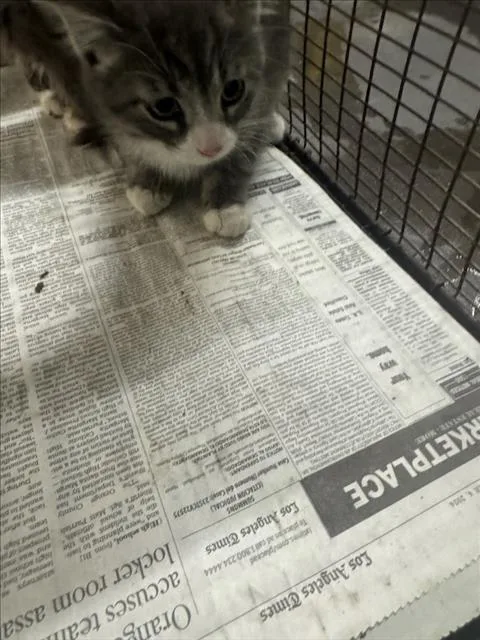 A baby small-sized male Domestic Medium Hair cat named 3 for adoption in Los Angeles, CA