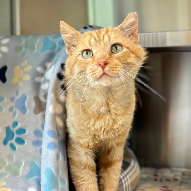 An adult small-sized male Buff / Tan / Fawn Domestic Medium Hair cat named Mikey for adoption in Nashville, IN