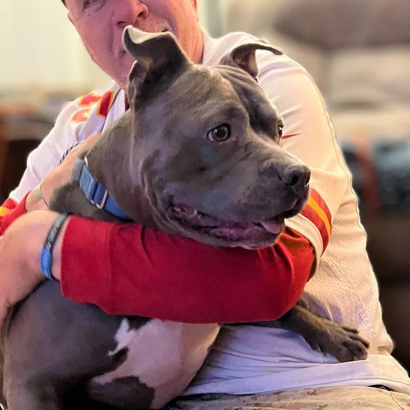 An adult small-sized male Gray / Blue / Silver American Staffordshire Terrier dog named Quincy for adoption in Tomball, TX