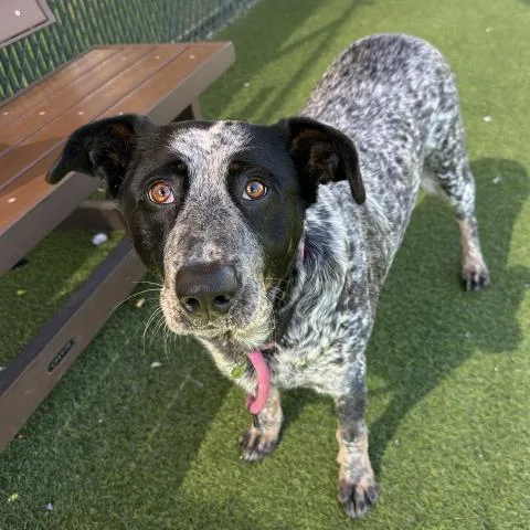 An adult large-sized female Australian Cattle Dog / Blue Heeler dog named Rosemary for adoption in Camarillo, CA