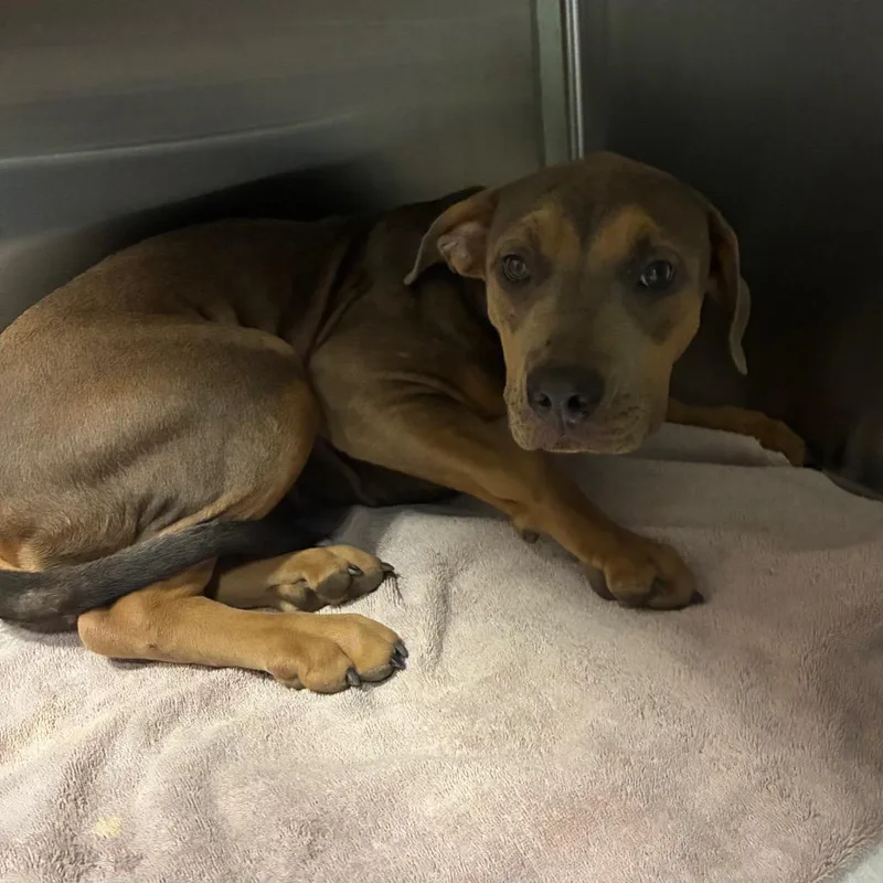 A young medium-sized female Brown / Chocolate Hound dog named Sarahlee for adoption in Greensboro, NC