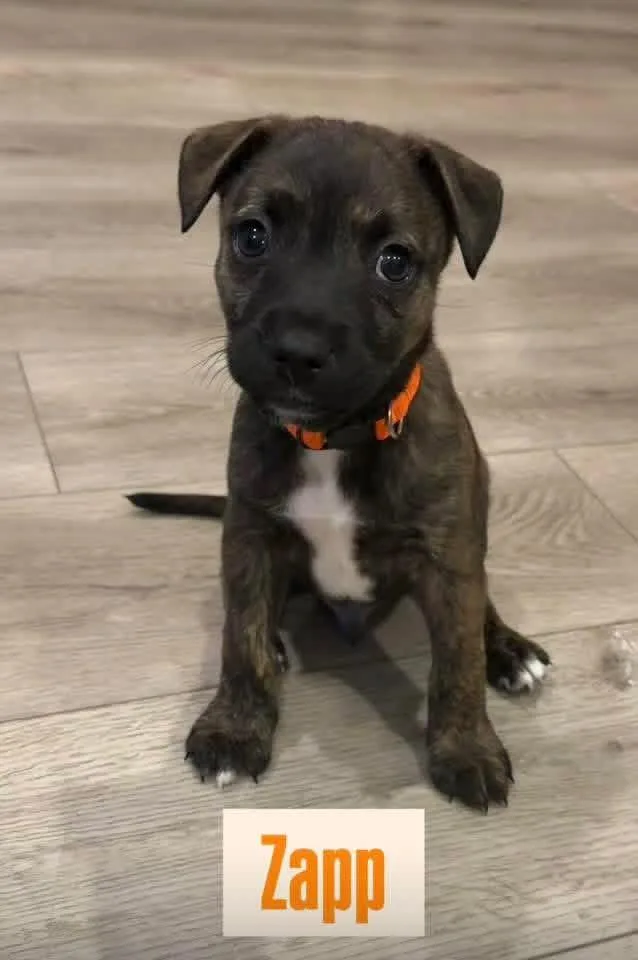 A baby medium-sized male Labrador Retriever dog named Zapp for adoption in Walker, LA