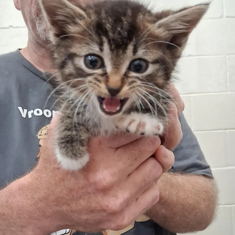 A baby small-sized female Brown / Chocolate Domestic Short Hair cat named Wubbzy for adoption in Auburn, AL