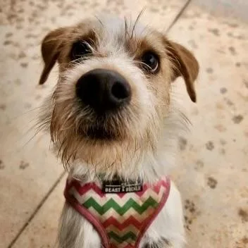 A young medium-sized male White / Cream Terrier dog named Buddy for adoption in Glenwood Springs, CO