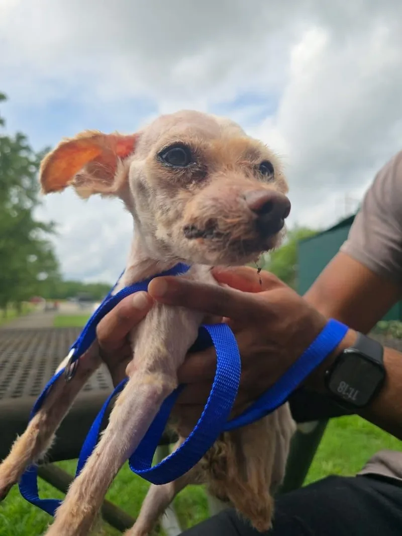 A senior small-sized male Yorkshire Terrier dog named Anthony for adoption in Edison, NJ