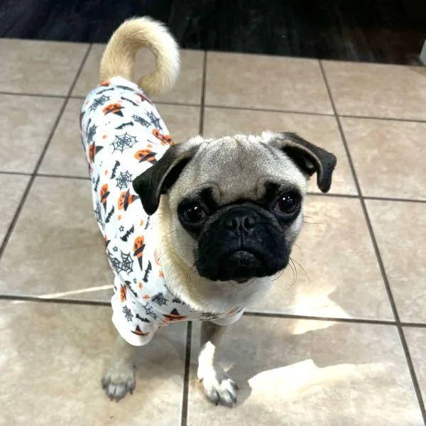 A young small-sized male Yellow / Tan / Blond / Fawn Pug dog named Luffy for adoption in Alvin, TX