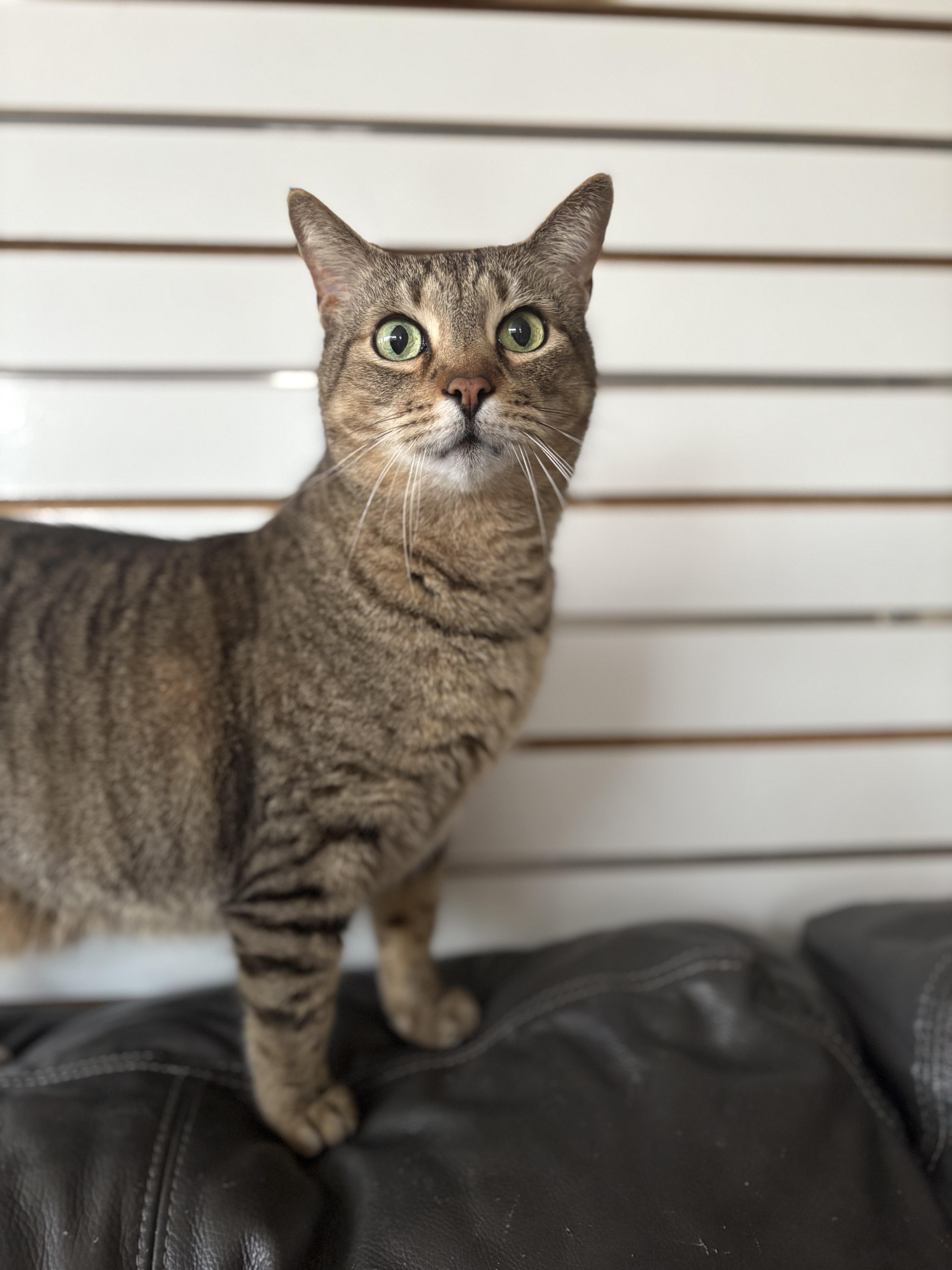 An adult large-sized male Domestic Short Hair cat named Logan for adoption in New Baltimore, MI