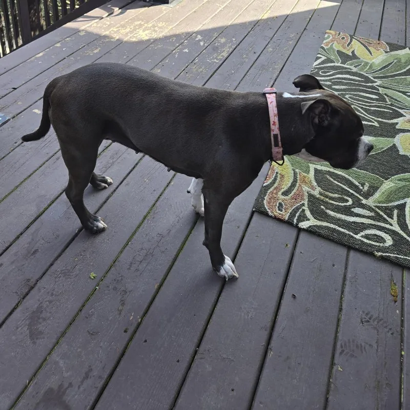Cocoa Mama thumbnail 2