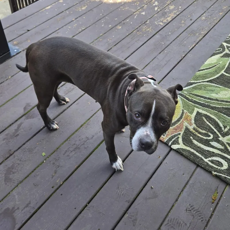 Cocoa Mama thumbnail 6