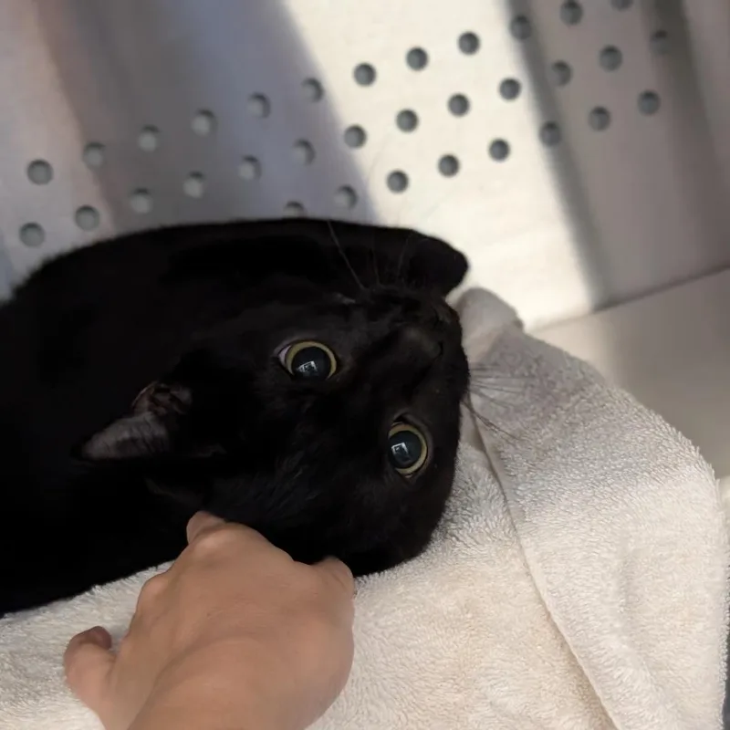 A baby medium-sized male Black Domestic Short Hair cat named Cuddles for adoption in Pittsburgh, PA