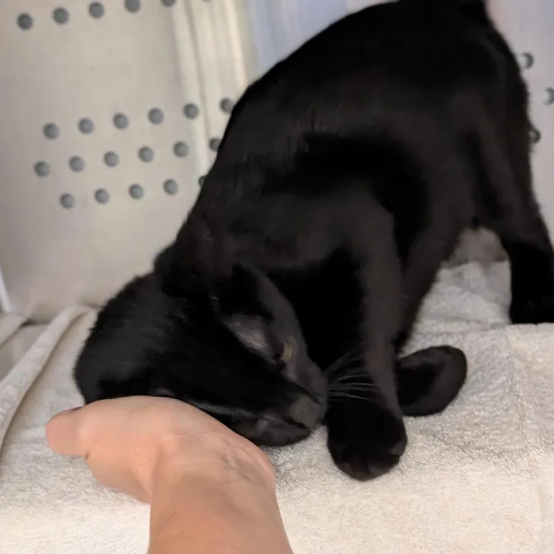 Cuddles thumbnail 3