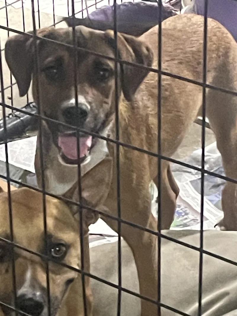 An adult medium-sized female Terrier dog named Rosie posie for adoption in Billings, MT