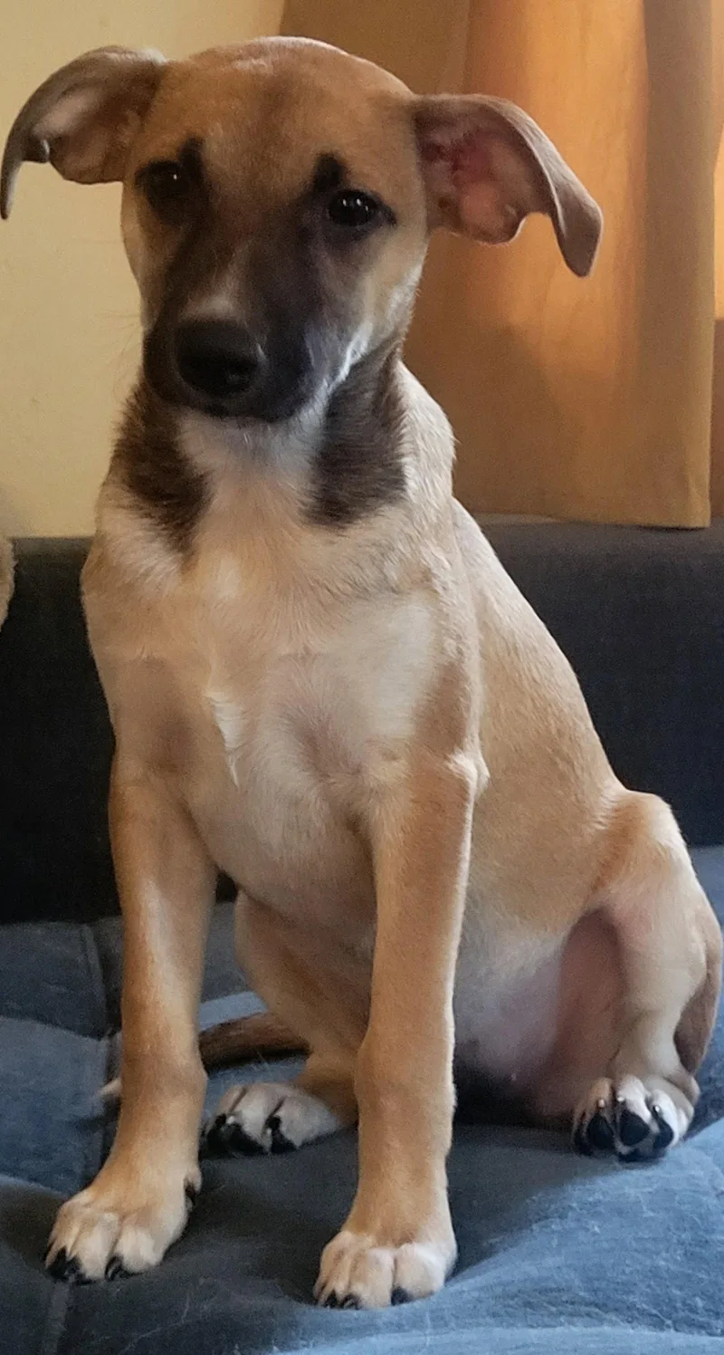 Stella