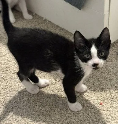 A young small-sized male American Shorthair cat named Pierre for adoption in Rockville, MD