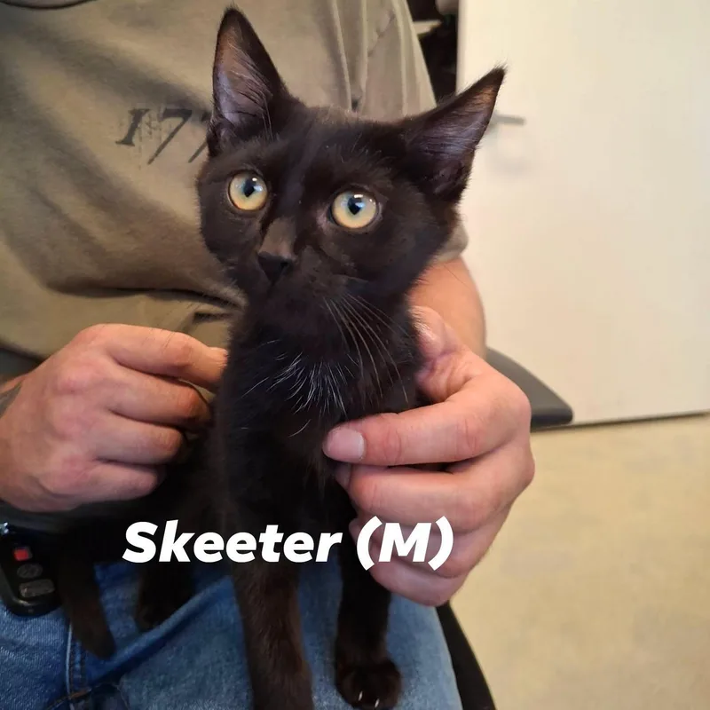 A young medium-sized male Domestic Short Hair cat named Skeeter for adoption in Weaverville, CA