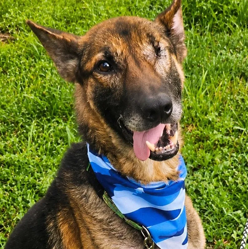 An adult medium-sized male Bicolor German Shepherd Dog dog named Valor for adoption in Blue Earth, MN