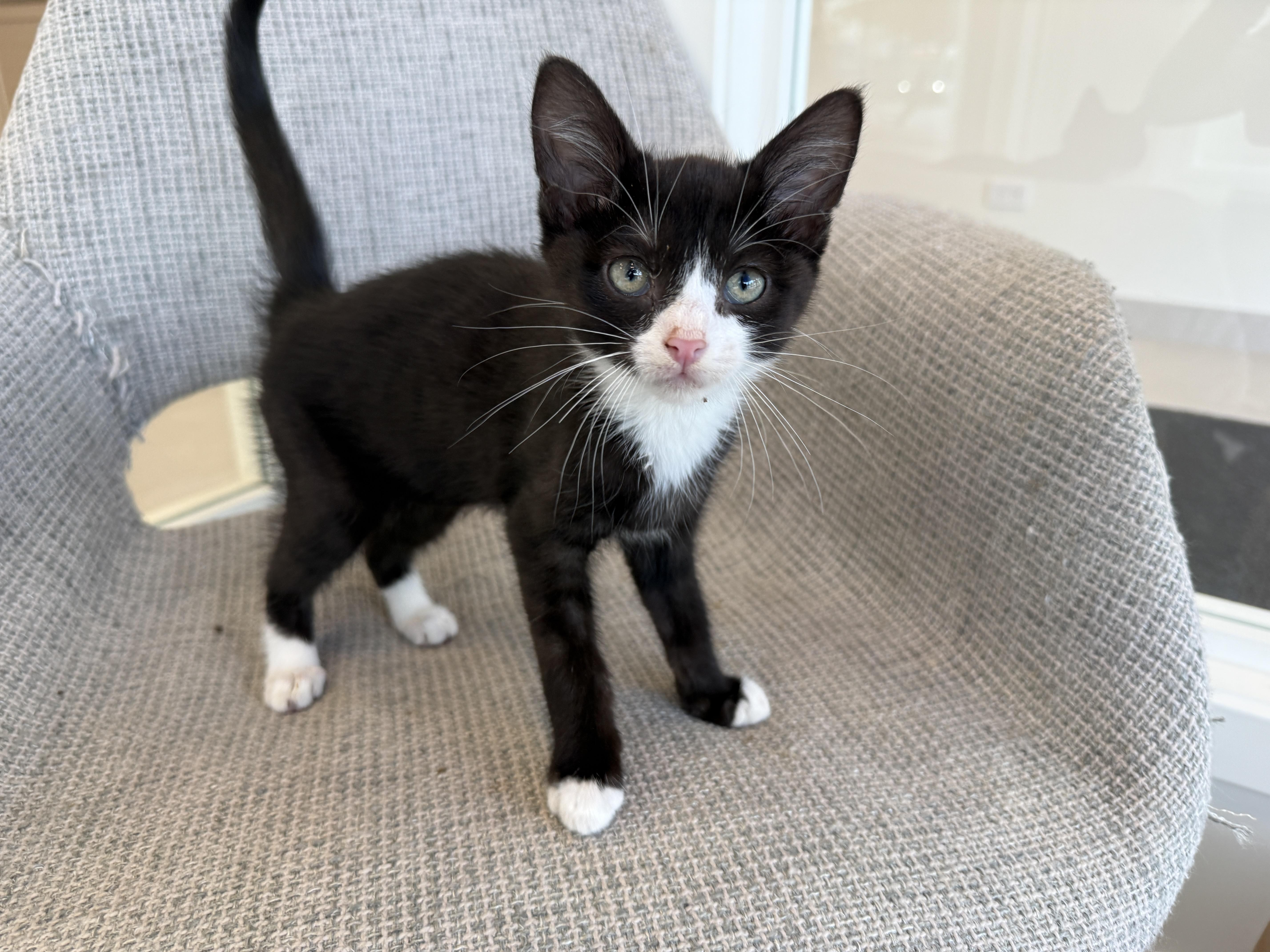 A baby medium-sized male Black & White / Tuxedo Domestic Medium Hair cat named Dewey for adoption in Evanston, IL