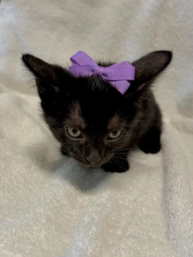 A baby medium-sized female Black Domestic Short Hair cat named Tayberry for adoption in Margate, FL
