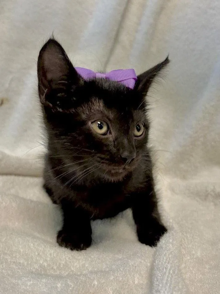 Tayberry thumbnail 2