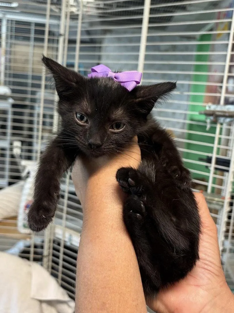 Tayberry thumbnail 3