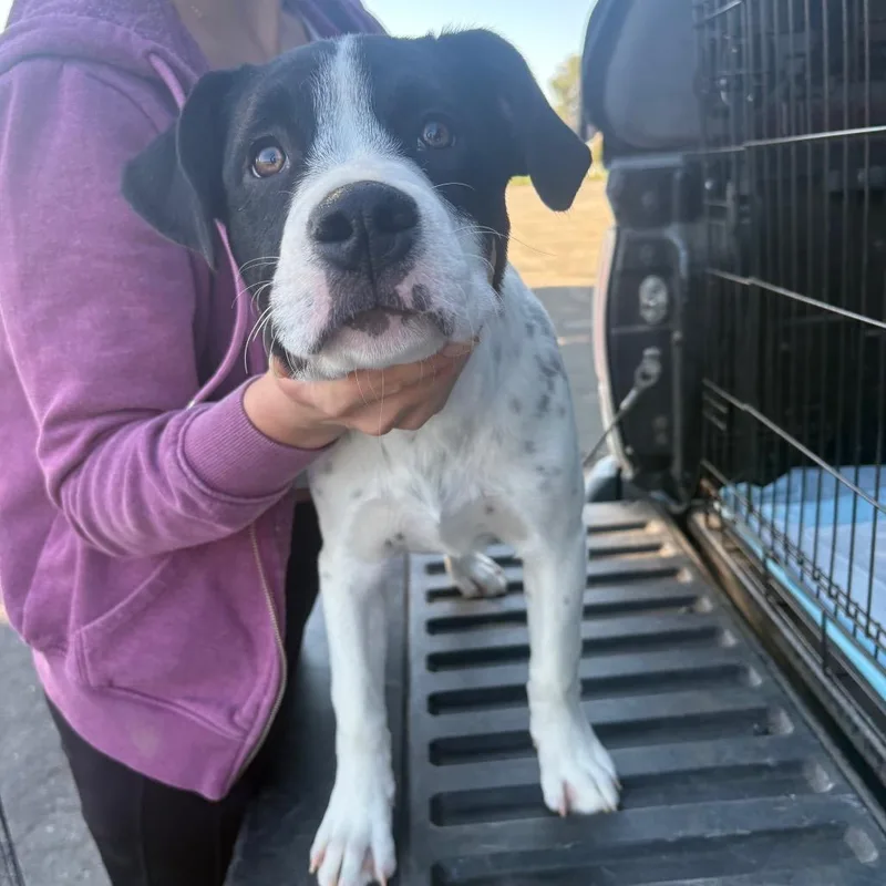 A baby large-sized male White / Cream Cattle Dog dog named Tie for adoption in Reno, NV