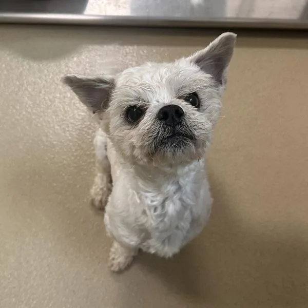A young small-sized male Shih Tzu dog named Gibson for adoption in Walnut Creek, CA