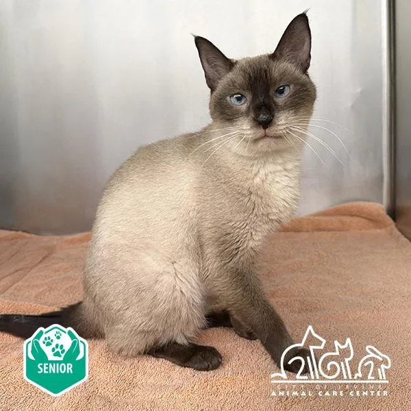 A senior medium-sized female Siamese cat named Regina for adoption in Irvine, CA