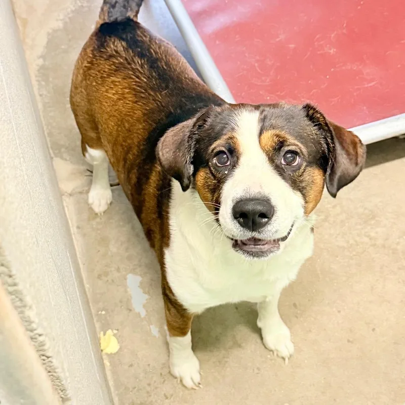 An adult large-sized male Brown / Chocolate Mixed Breed dog named Ozone for adoption in Pauls Valley, OK