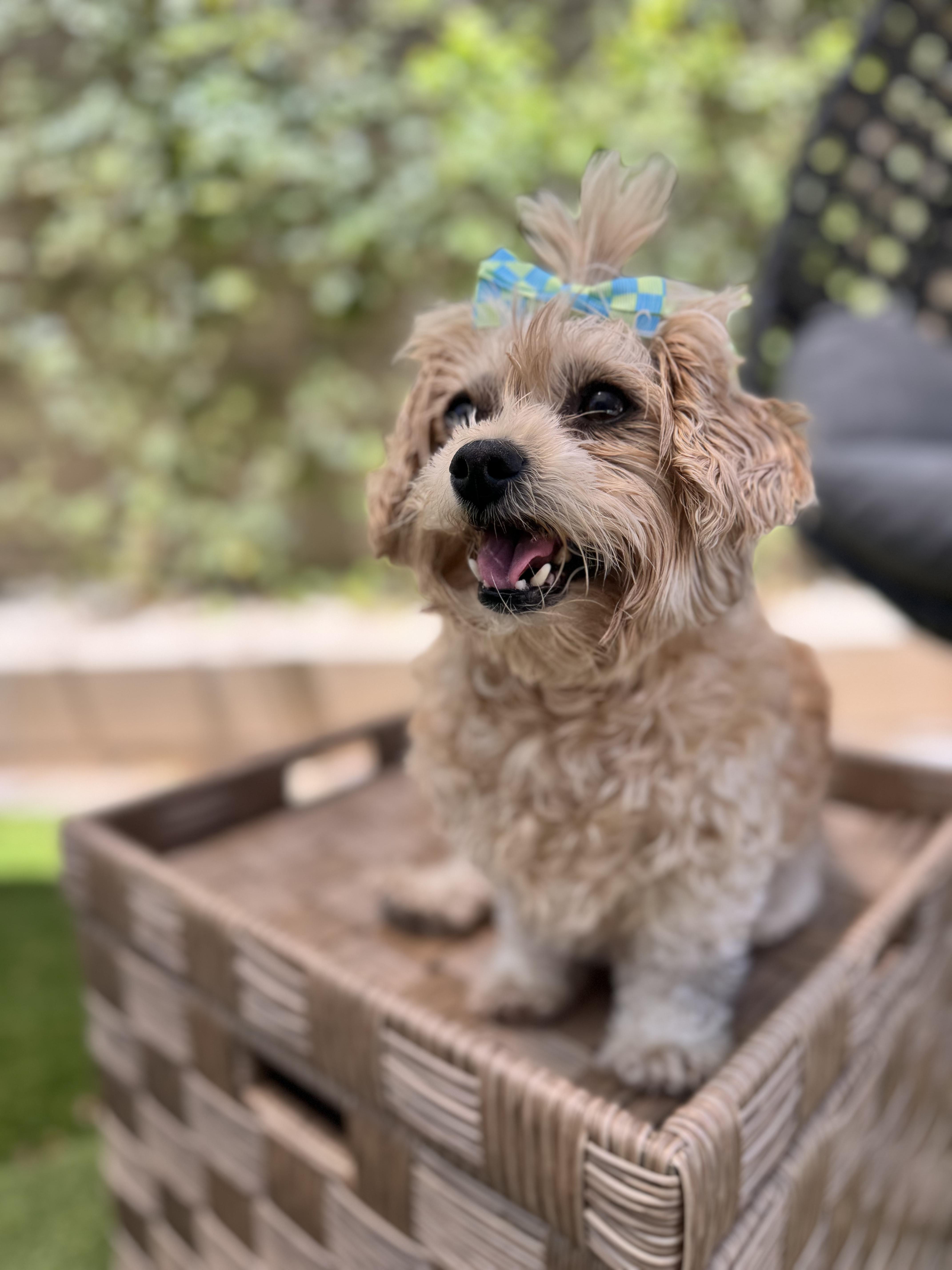 Daisy AKA Grandma Mags thumbnail 2