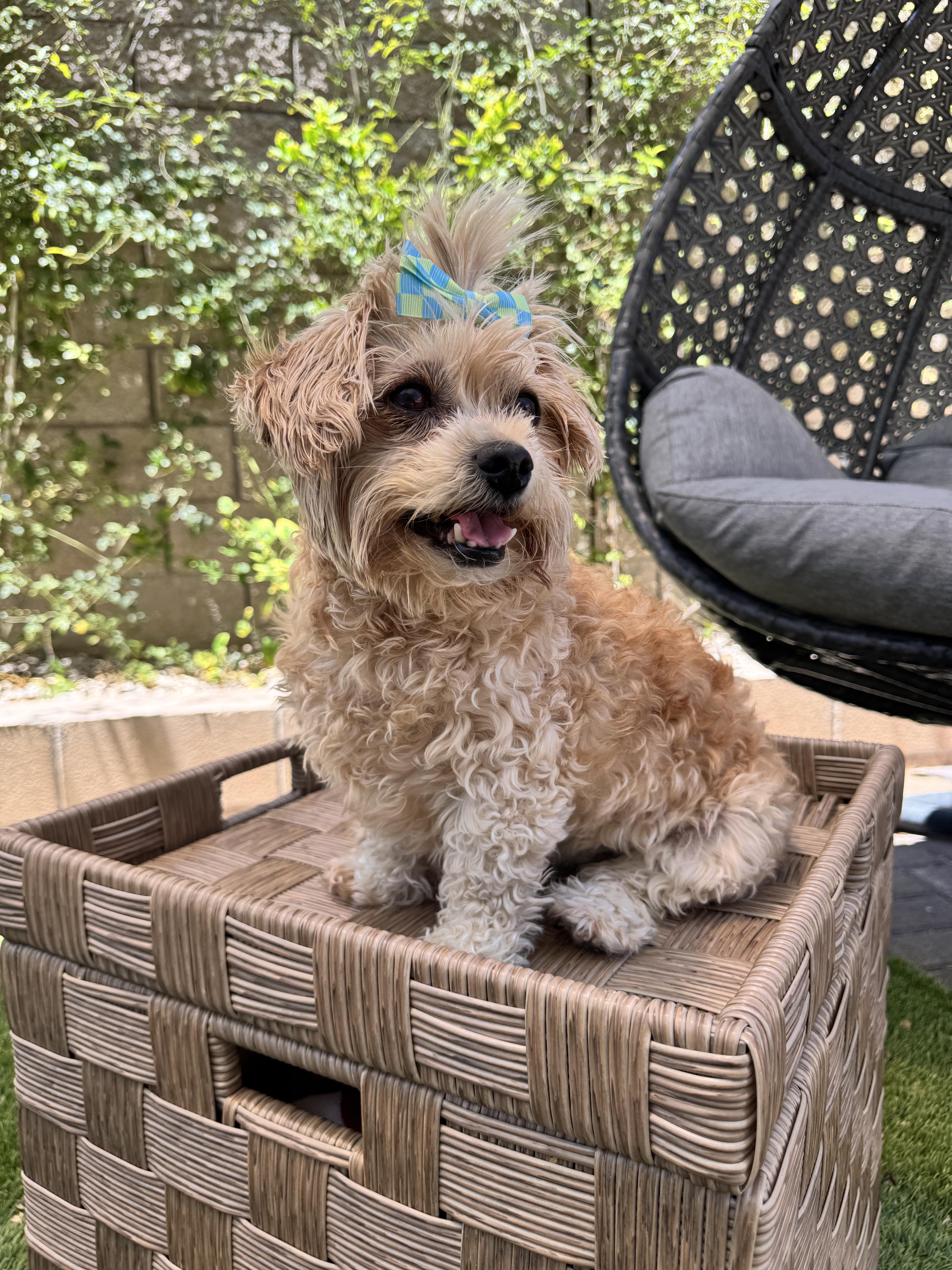 Daisy AKA Grandma Mags thumbnail 3