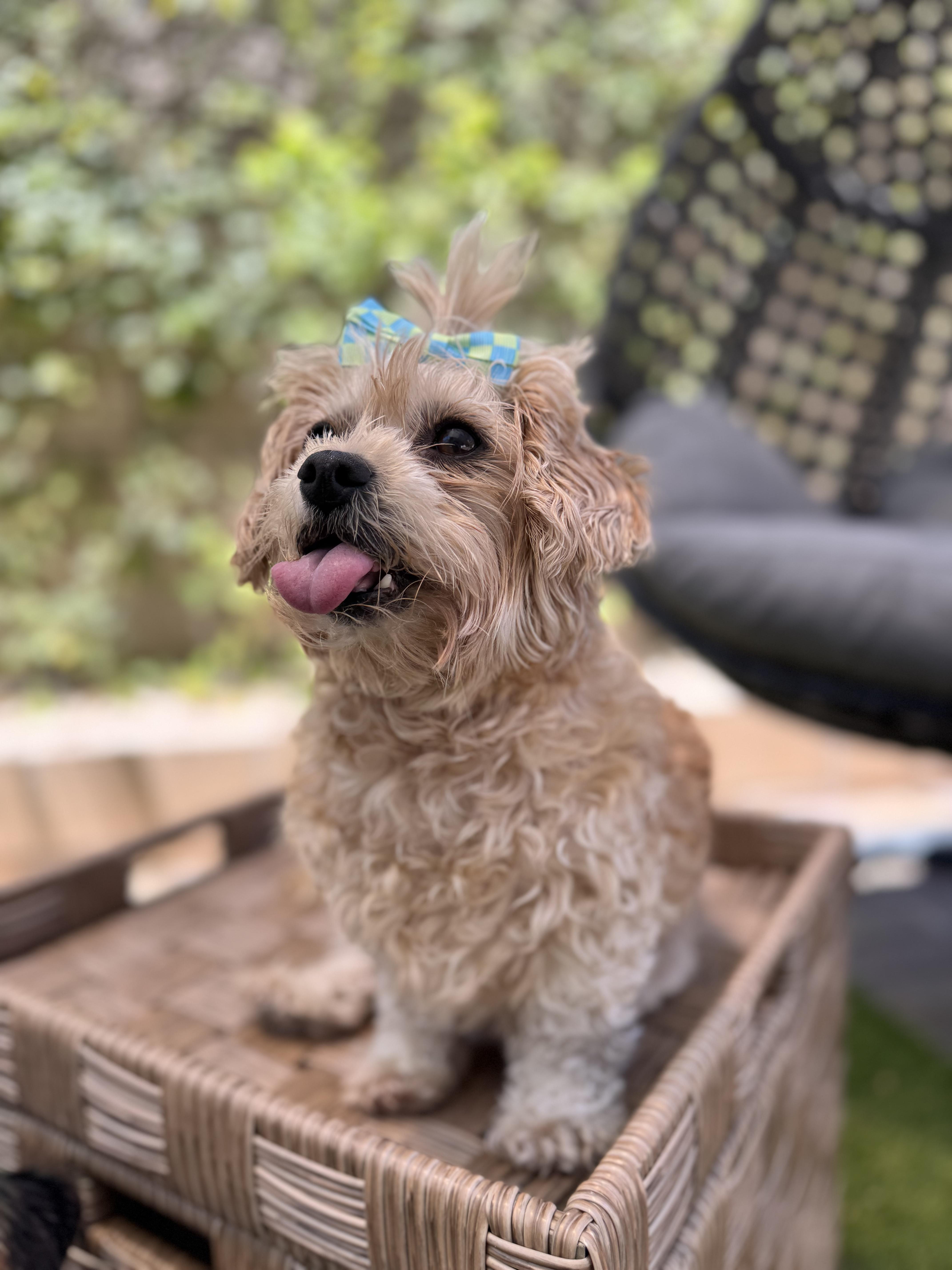 Daisy AKA Grandma Mags thumbnail 4