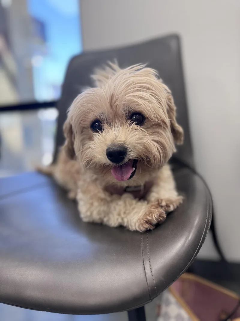 Daisy AKA Grandma Mags thumbnail 5