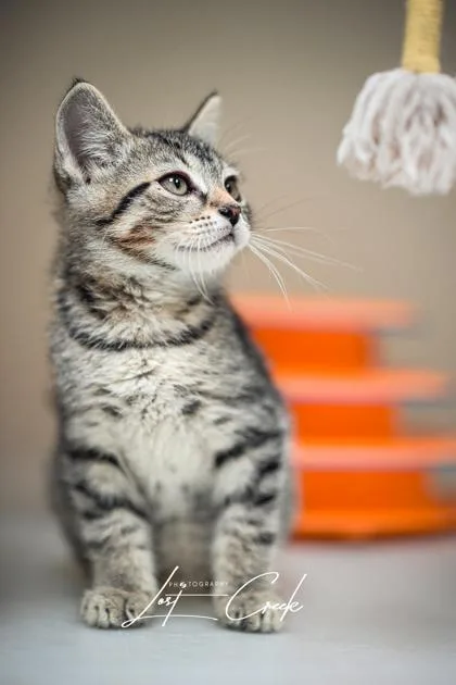 Stormie