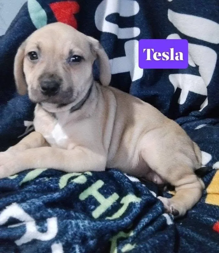 Tesla thumbnail 2