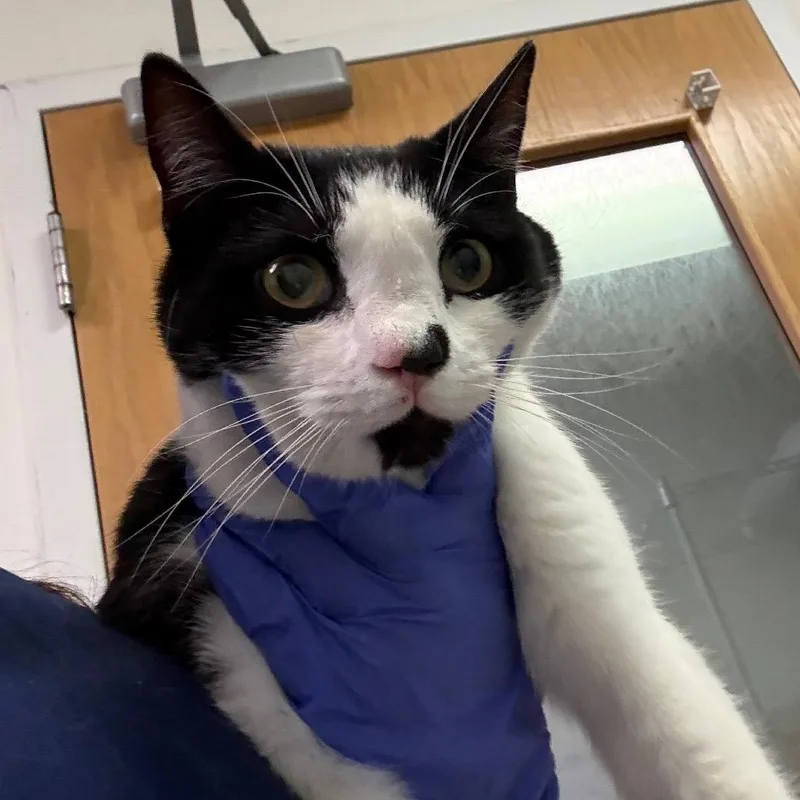 An adult medium-sized male Black Domestic Medium Hair cat named Rico for adoption in Charleston, WV