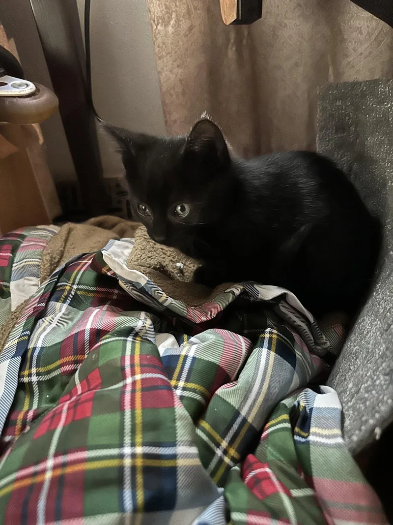 A baby medium-sized male Black Domestic Short Hair cat named Jaxon for adoption in Trenton, NJ