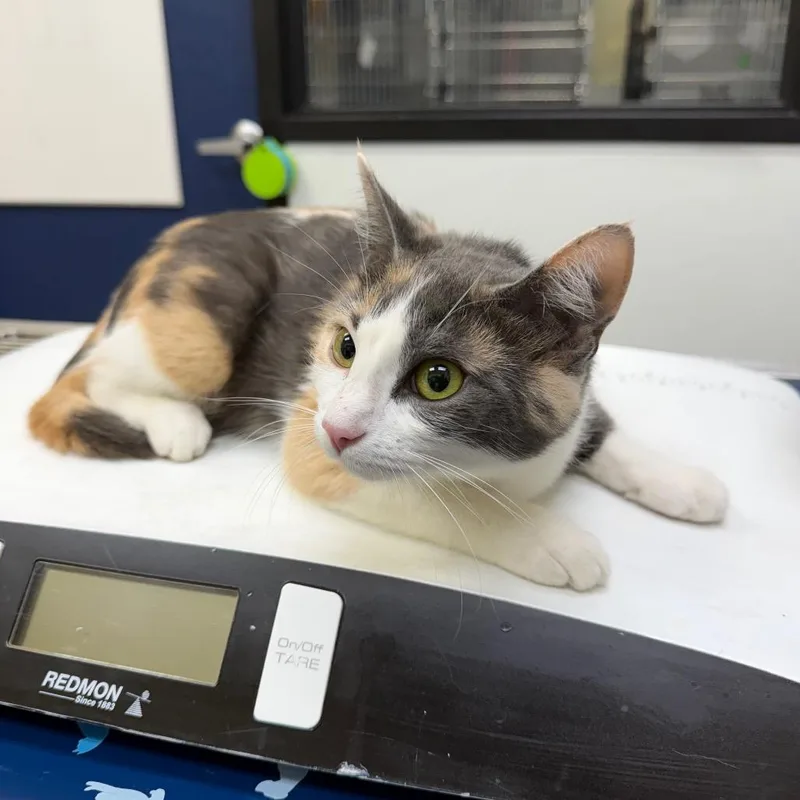 A young medium-sized female White Domestic Short Hair cat named Marnie Piper for adoption in Galveston, TX