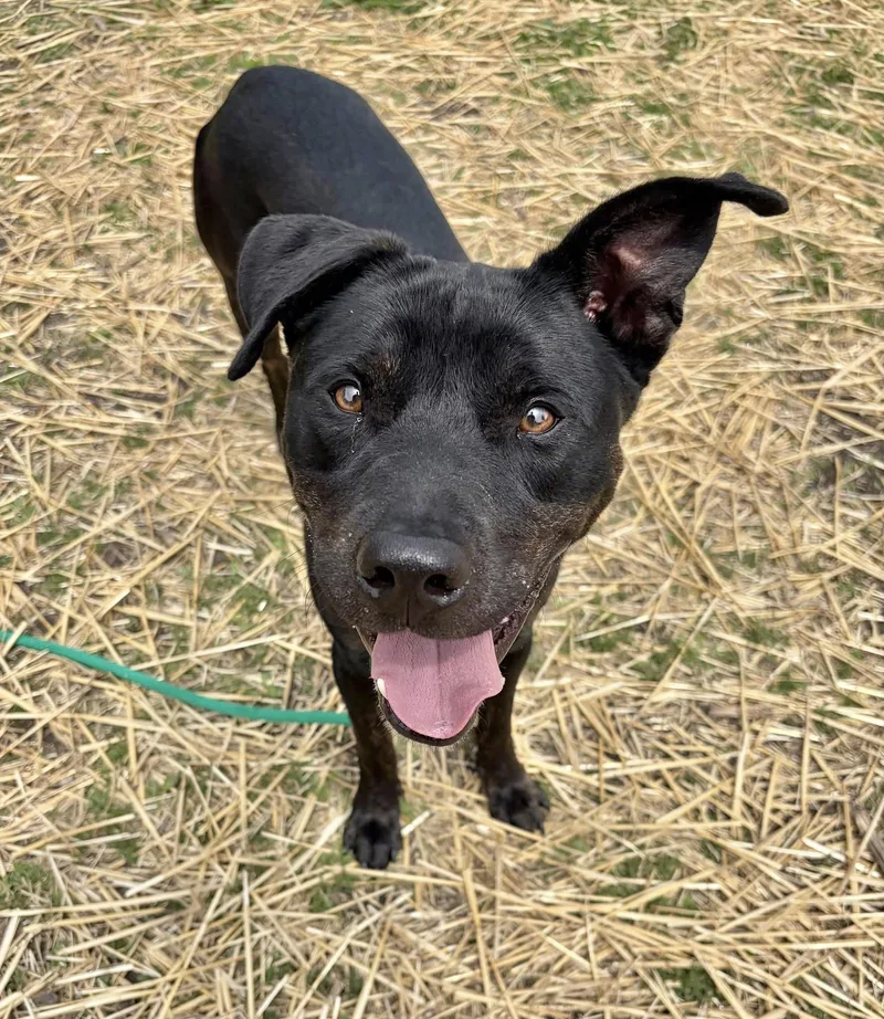 An adult medium-sized male Black Labrador Retriever dog named Alamo for adoption in Chicago, IL
