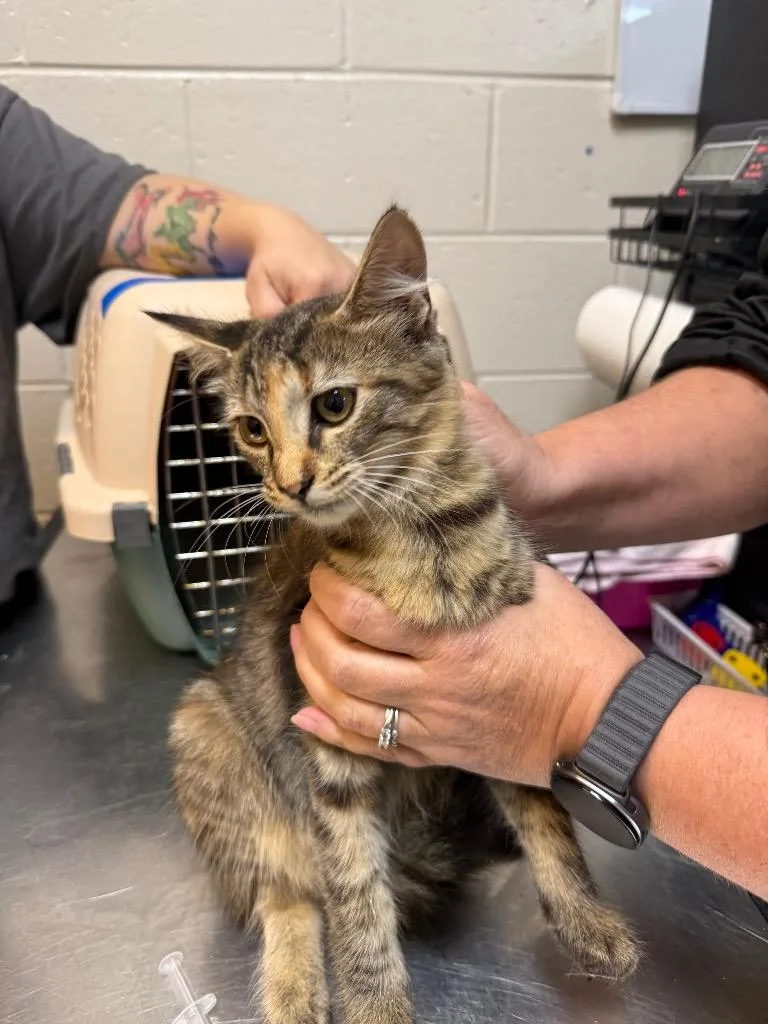 A young medium-sized female Domestic Short Hair cat named Rose for adoption in Rome, GA