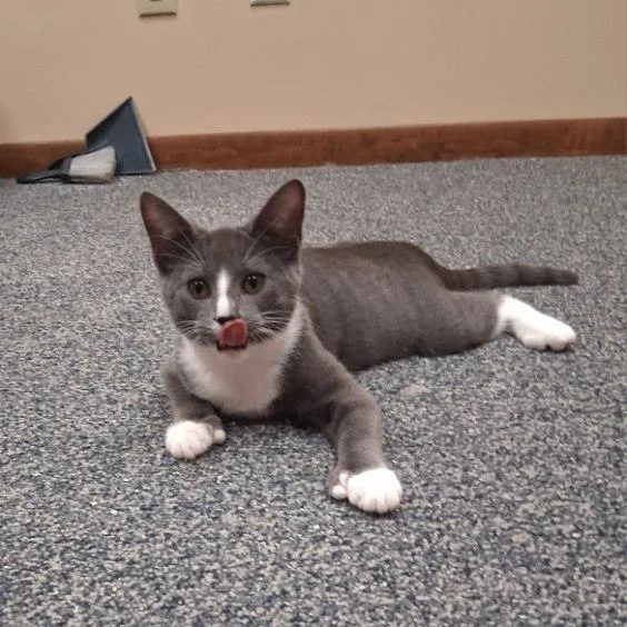 A young medium-sized female Gray & White Domestic Short Hair cat named Miss Evie with extra for adoption in Louisville, KY