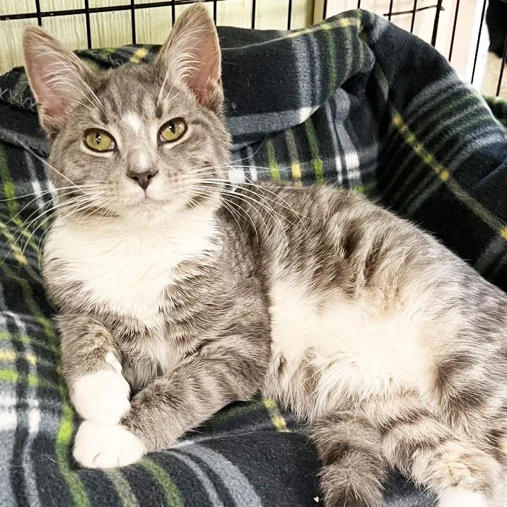 A baby medium-sized male Gray / Blue / Silver Domestic Short Hair cat named Arden for adoption in Mount Juliet, TN