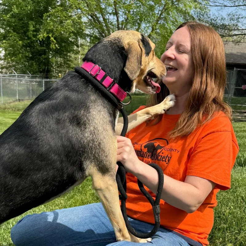 An adult medium-sized female Black Mixed Breed dog named Sage for adoption in Nashville, IN