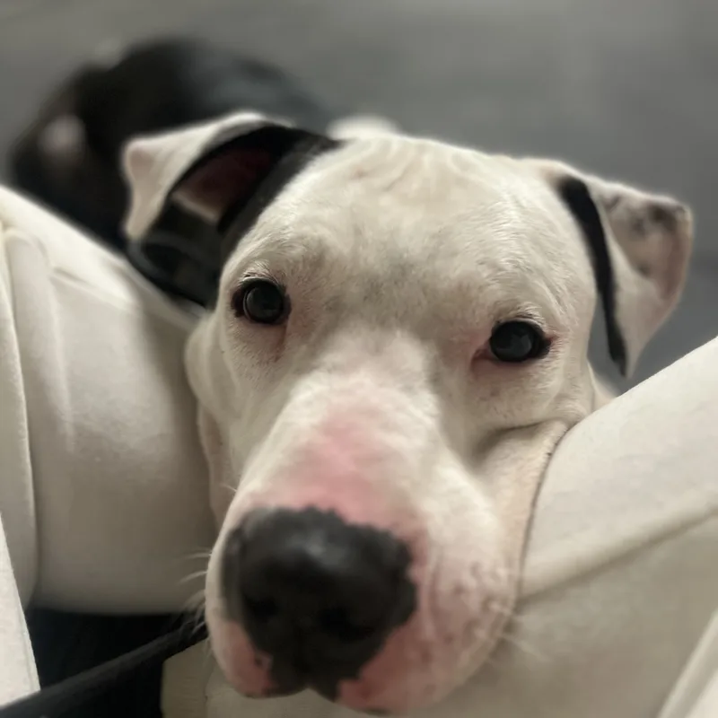 Rascal  Sweet And thumbnail 5