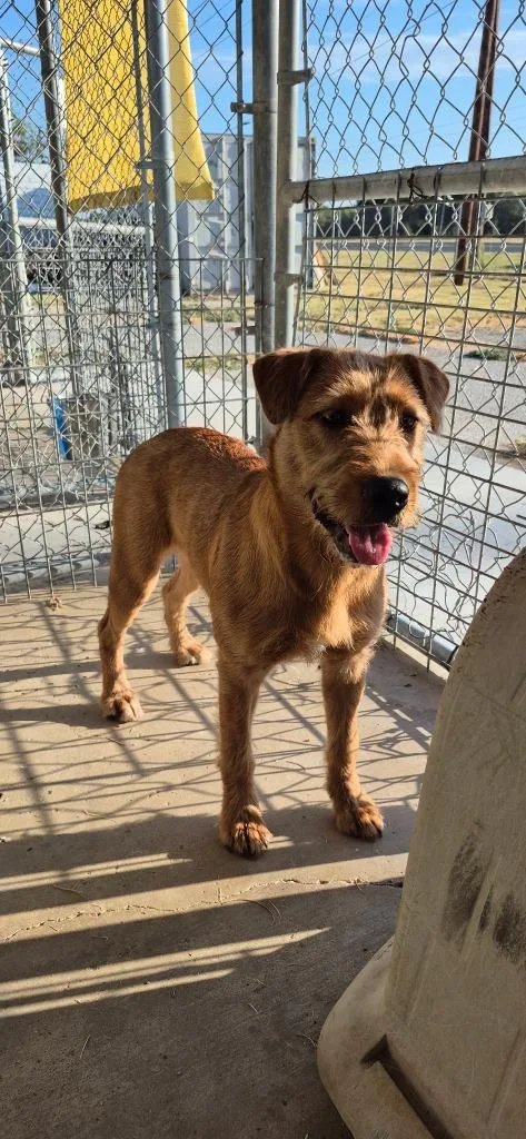 A young medium-sized female Terrier dog named Honey Bee for adoption in Brownwood, TX